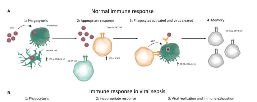 immune system and covid-19